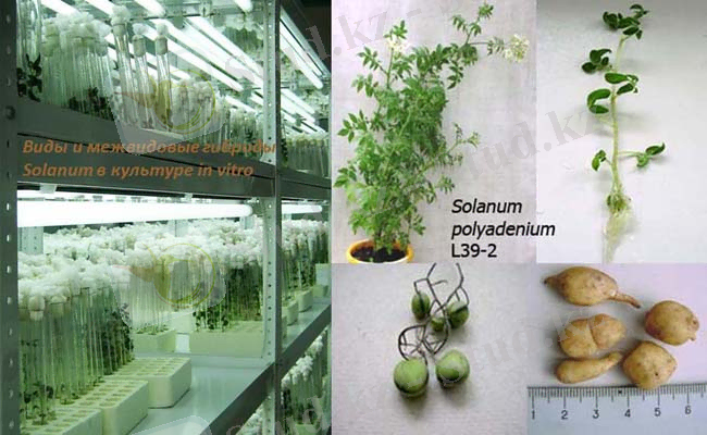 Картинки по запросу сохранение генофонда в условиях in vitro