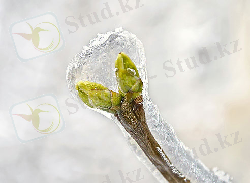 Картинки по запросу Криопротектор