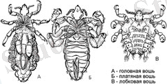 http://www.ooo-albion.ru/images/louse.jpg