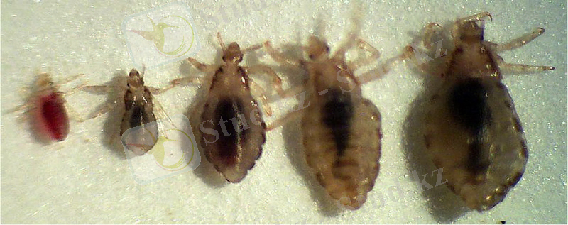 http://zablugdeniyam-net.ru/wp-content/uploads/2012/01/%D0%92%D0%BE%D1%88%D1%8C-Louse.jpg