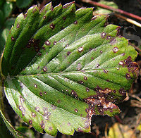 Картинки по запросу Mycosphaerella fragariae Sacc,