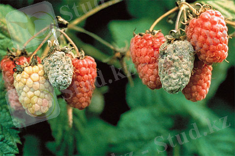 Картинки по запросу Botrytis cinerea Fr