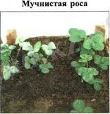 Картинки по запросу Sphaerotheca macularis P.Magn.f.fragariae