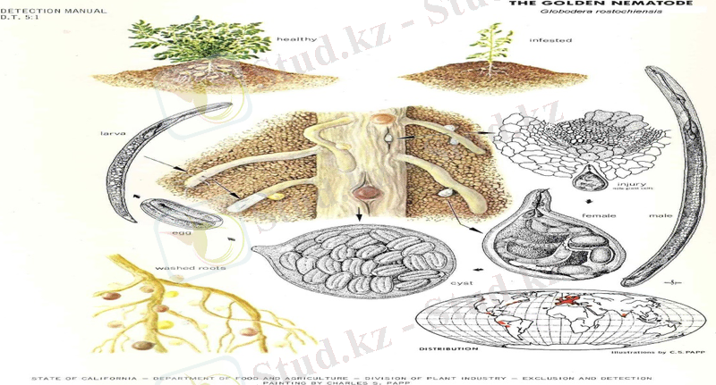 Картинки по запросу Heterodera rostochiensis wollenweber.