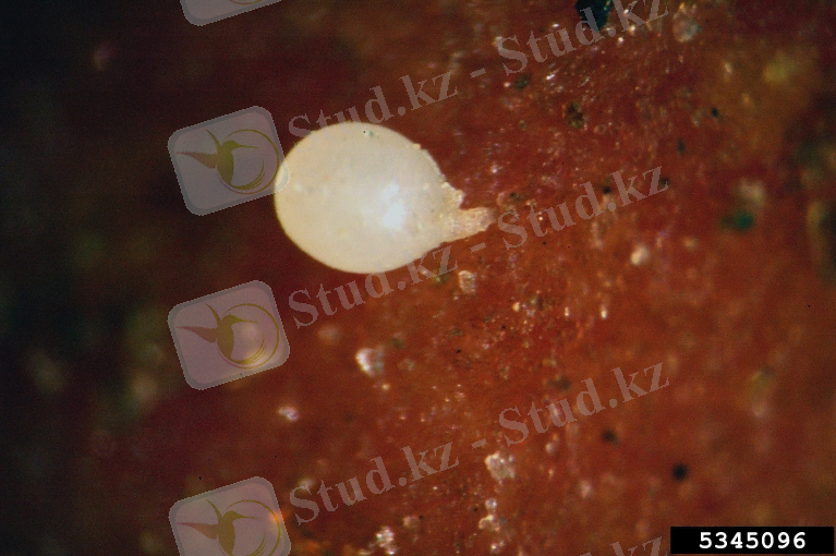 Картинки по запросу Globodera pallida Behrens