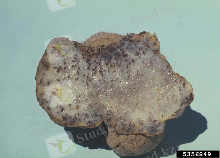 Картинки по запросу Thecaphora solani Mordue