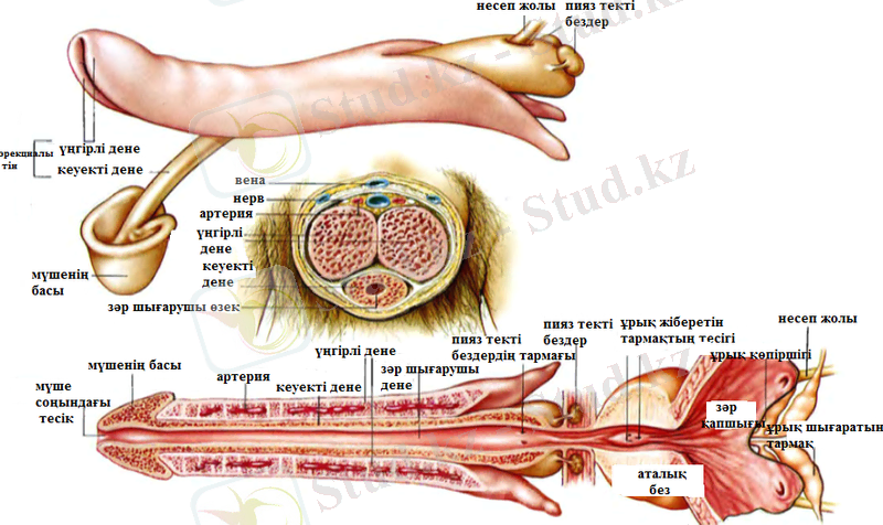 C:\Documents and Settings\123\Рабочий стол\d0b5d180d0bad0b5d0ba-d0b6d18bd0bdd18bd181-d0bcd2afd188d0b5d181d196.png
