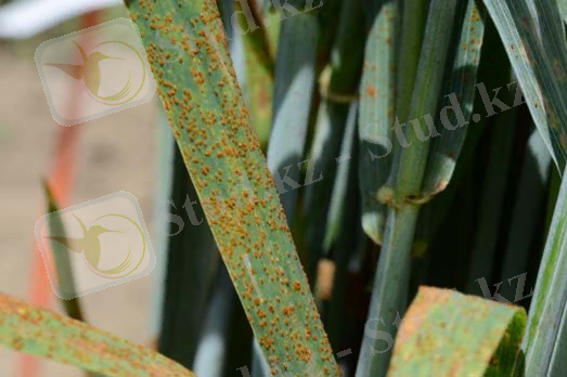 http://www.pflanzenkrankheiten.ch/images/Getreide_Mais/Puccinia_triticina/Gallerie/becssg_images/c_puccinia_triticina_523_348_95.jpg