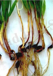 http://www3.syngenta.com/country/ru/SiteCollectionImages/crops/cereals/cereal-diseases/cochliobolus-sativus-180x255.jpg