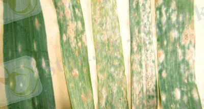 http://www.agroatlas.ru/content/diseases/Secalis/Secalis_Blumeria_graminis/Secalis_Blumeria_graminis.jpg