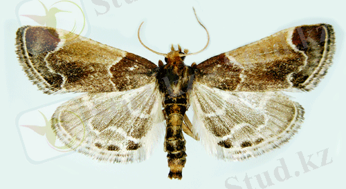 http://www2.nrm.se/en/svenska_fjarilar/p/images/pyralis_farinalis_female.gif