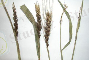 http://www.agroatlas.ru/content/diseases/Tritici/Tritici_Ustilago_tritici/Tritici_Ustilago_tritici.jpg