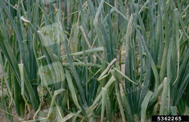 Картинки по запросу Peronospora destructor.