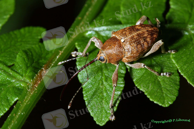 Похожее изображение