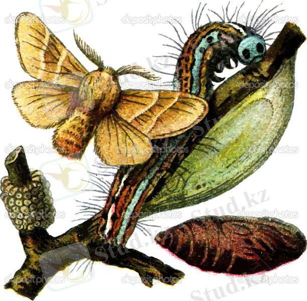 Картинки по запросу Malacosoma Neustria