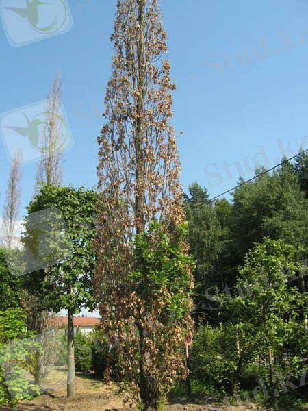 Усыхание-дуба-Фастигиата-сосудистый-микоз