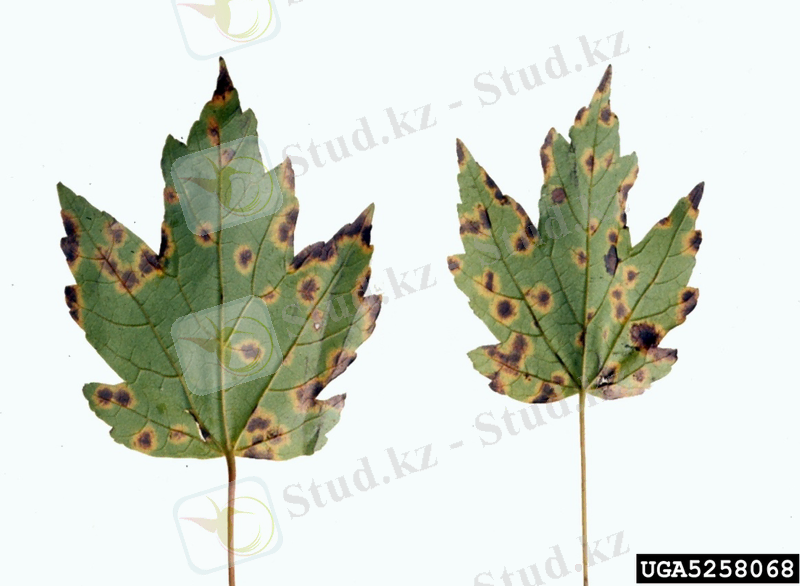 Картинки по запросу Rhytisma acerinum (Pers) Fr., Acer