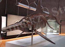 Temnodontosaurus trigonodon қаңқасы