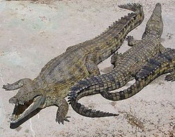 Нил қолтырауыны (Crocodylus niloticus)