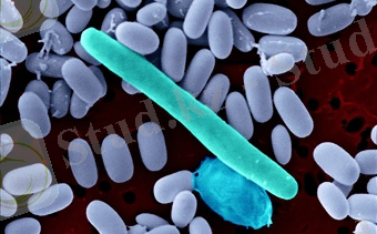 Картинки по запросу Клостридиум