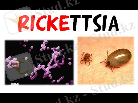 Картинки по запросу Rickettsia