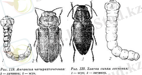Картинки по запросу buprestidae лесной вредитель златки