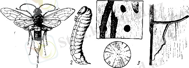 Картинки по запросу вредители стволов hymenoptera