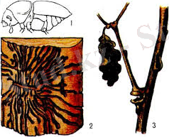 Без названия.jpg