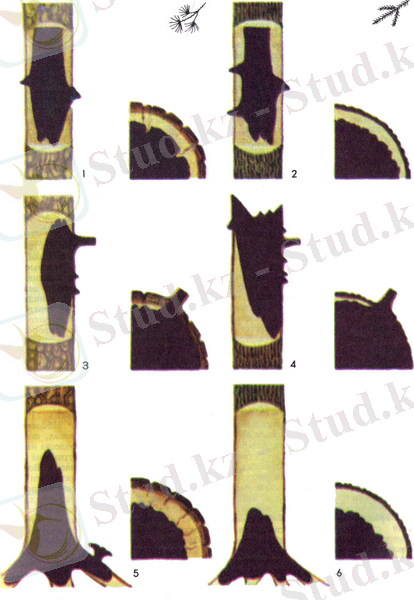 Гнили хвойных пород: 1, 2 - стволовые гнили; 3, 4 - гниль ствола и ветвей; 5 - корневая и комлевая гниль; 6 - корневая гниль