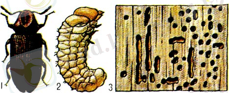 Картинки по запросу точильщики мебельный