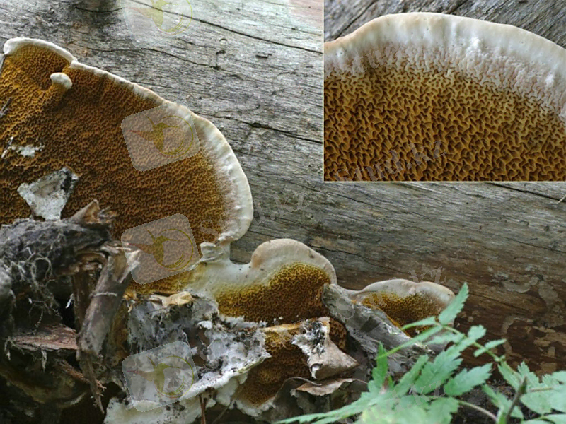 Картинки по запросу Serpula lacrymans