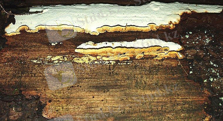 Картинки по запросу Coryolus vaporarius