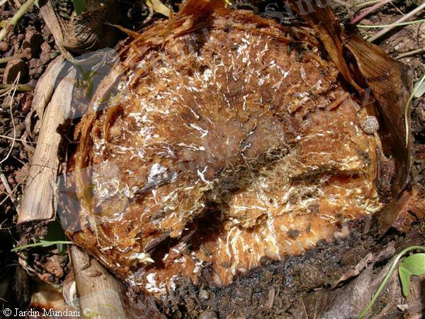 Картинки по запросу Armillariella mellea