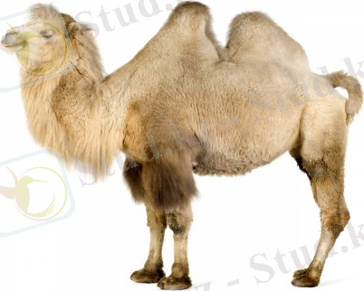 C:\Users\Alfiya\Desktop\1351510907 (1).jpg