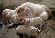 C:\Users\Арман\Desktop\Новая папка\2.bmp