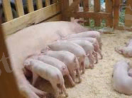 C:\Users\Арман\Desktop\Новая папка\1.bmp