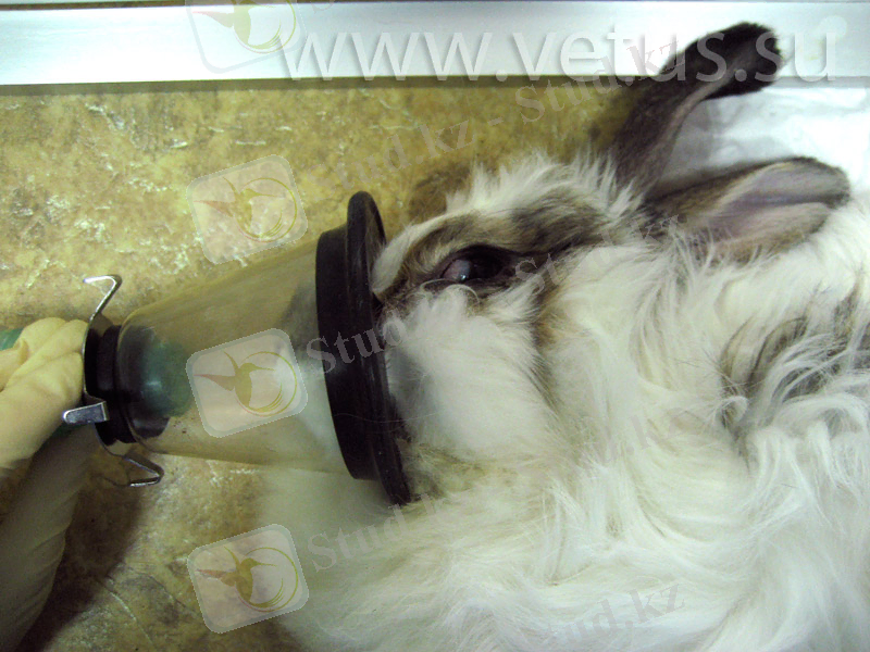 C:\Users\Администратор\Desktop\2 рубеж тоха\transparent-face-mask.jpg