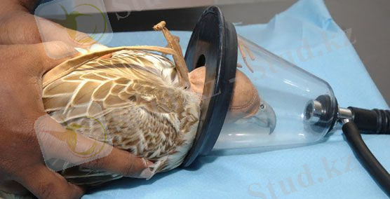 C:\Users\Администратор\Desktop\2 рубеж тоха\Газовый-наркоз.jpg