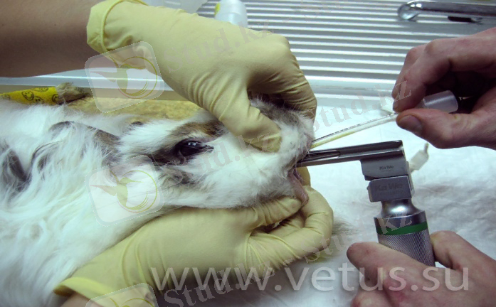 C:\Users\Администратор\Desktop\2 рубеж тоха\intubation-laryngeal-visualization.jpg