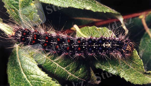 http://zooex.baikal.ru/pictures/caterpil/Limanthria_dispar_larva.jpg