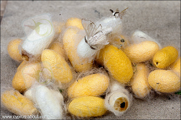 http://www.cyprus-about.com/images/stories/silk-moth.jpg