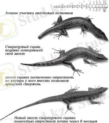 Примеры регенерации человеческих органов. Отрывок из книги Б…