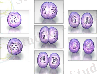 Самовозрождение организма: от саламандры до человека Великая Эпоха