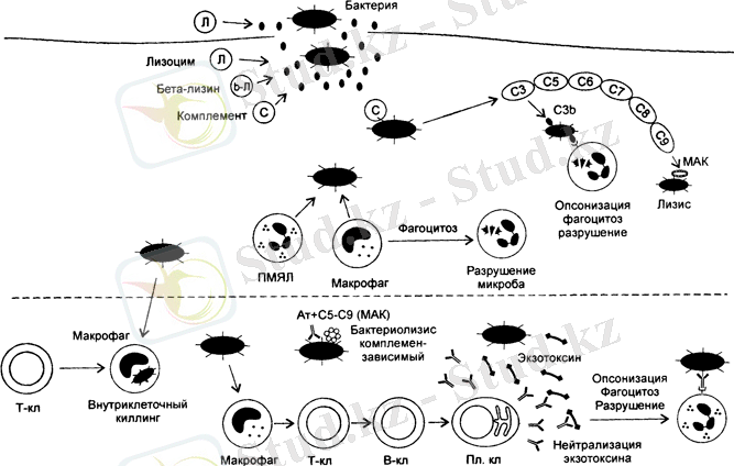 http://www.immuninfo.ru/wp-content/uploads/protivoinfect/bakterialnii-immunitet.png