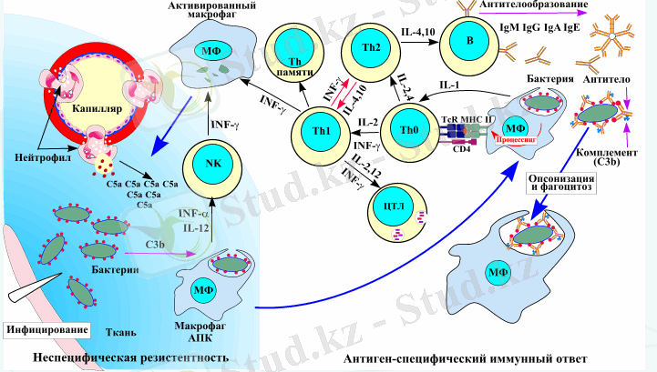 Картинки по запросу иммунитет против бактерий