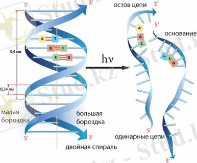 Картинка 1 из 9