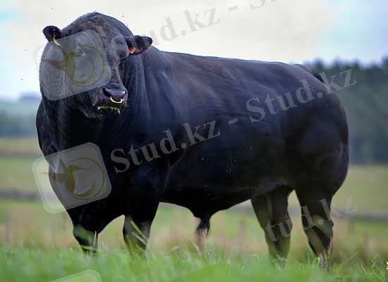 Aberdeen-Angus-Cattle-13.jpg