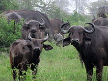 220px-African_Buffalos_in_Lake_Nakuru_National_Park.JPG