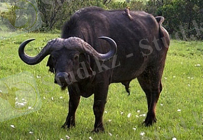 буйвол2.jpg