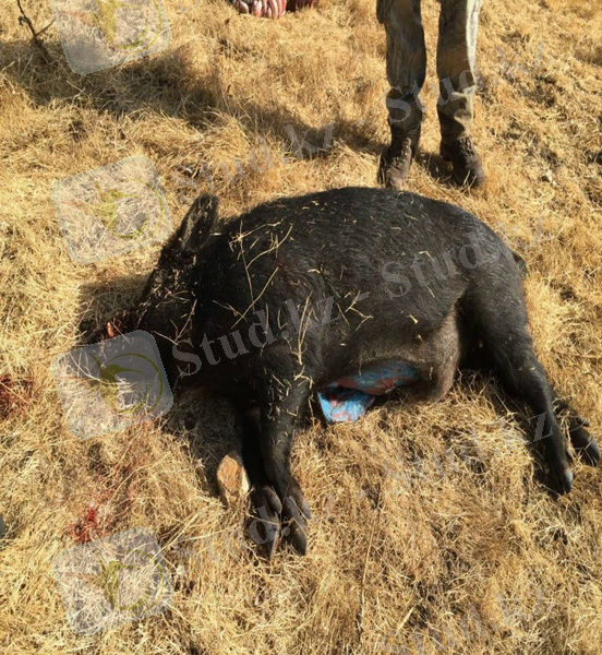 кабан3.jpg